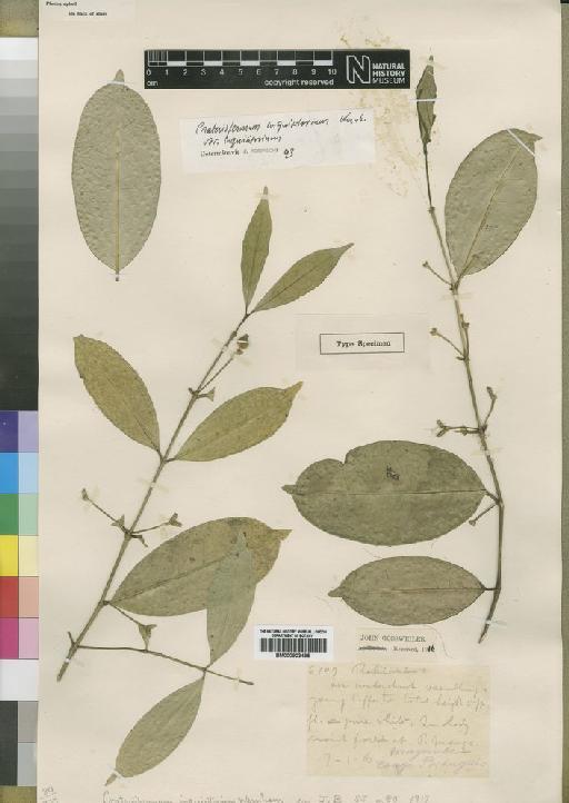Craterispermum inquisitorium Wernham - BM000903495
