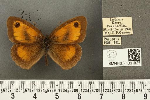 Pyronia tithonus britanniae (Verity, 1914) - BMNHE_1091825_2256