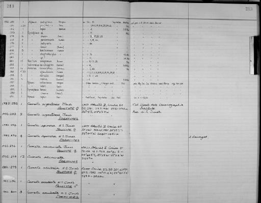 Cumella spinosa N.S. Jones - Zoology Accessions Register: Crustacea: 1976 - 1984: page 213