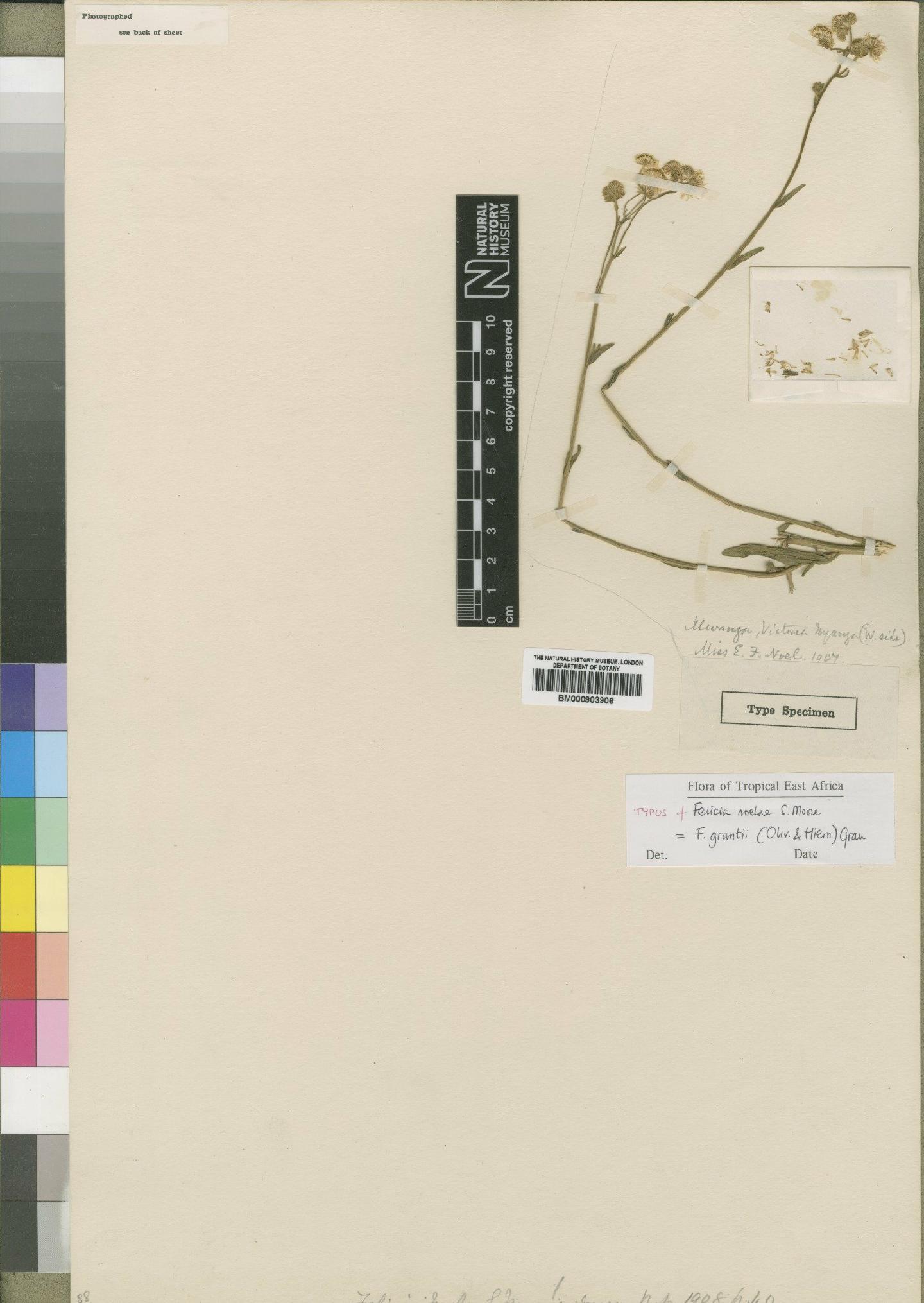 To NHMUK collection (Felicia grantii (Oliv. & Hiern) Grau; Type; NHMUK:ecatalogue:4528955)