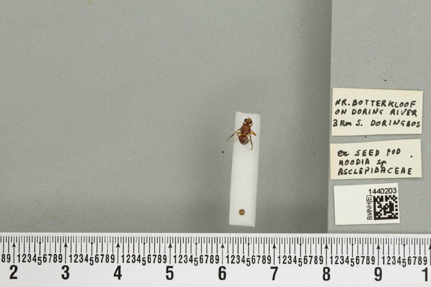 Dacus bistrigulatus