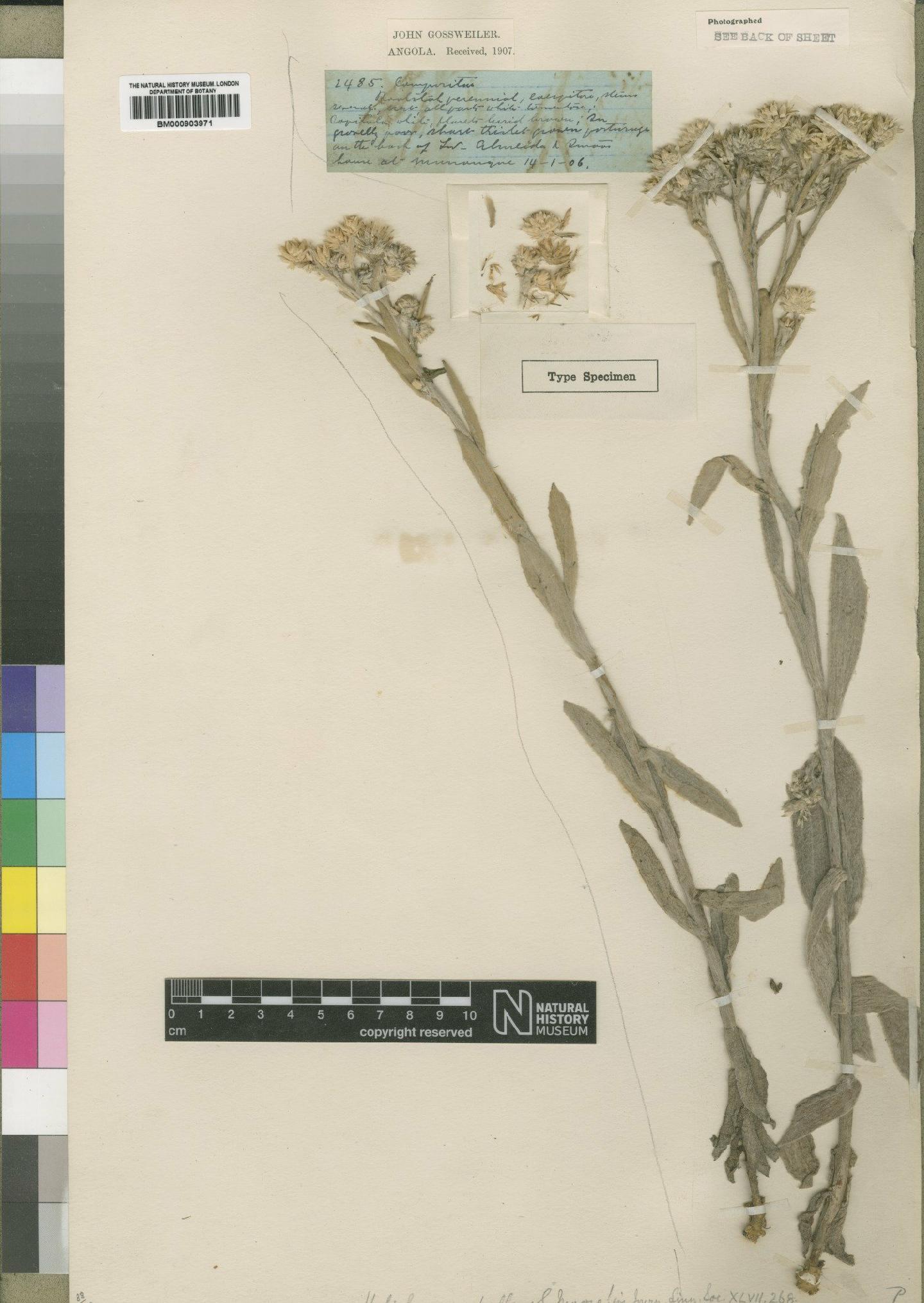 To NHMUK collection (Helichrysum pallens Moore; Type; NHMUK:ecatalogue:4529020)