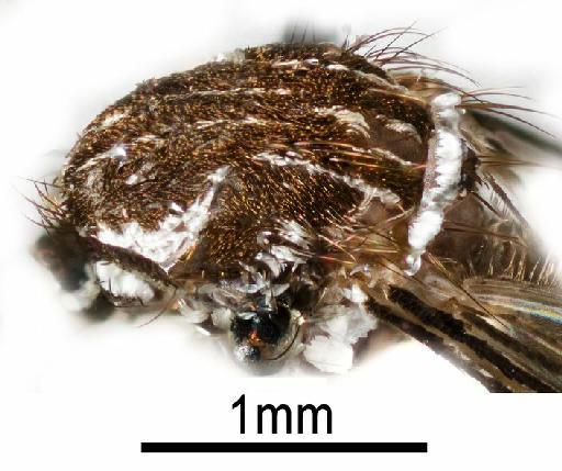Aedes (Stegomyia) aegypti (Linnaeus, 1762) - NHMUK010264306 Aedes agypti - lateral