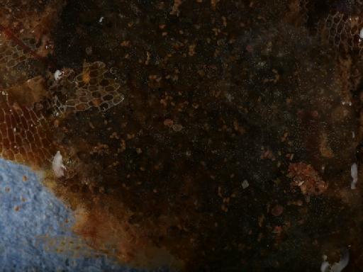 Ascidiacea Blainville, 1824 - 014451819_17