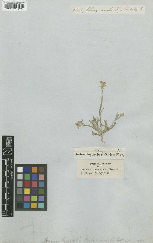 Sterigmostemum longistylum (Boiss.) Bornm. - BM000522212