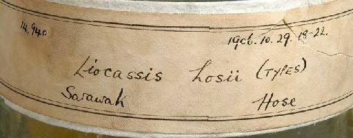 Liocassis hosii Regan, 1906 - 1906.10.29.18-22a; Liocassis hosii; image of jar label; ACSI project image