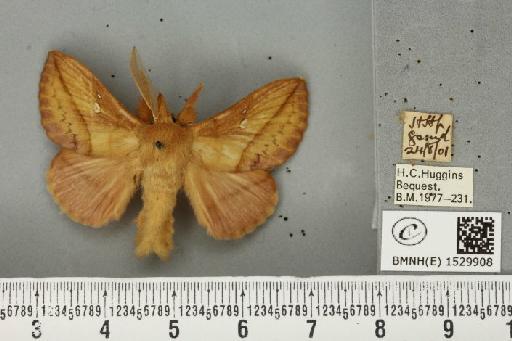 Euthrix potatoria (Linnaeus, 1758) - BMNHE_1529908_197356