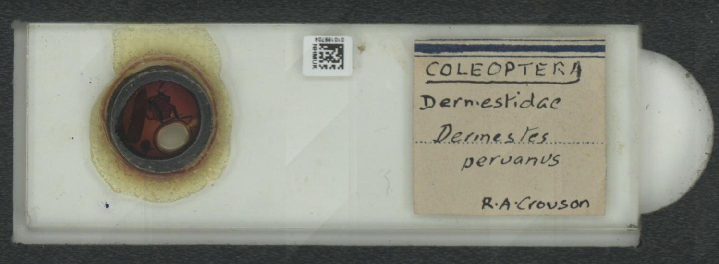 Dermestes peruvianus