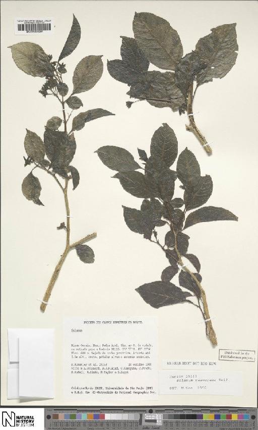 Solanum caavurana Vell. - BM000935291