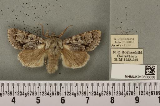 Acronicta menyanthidis scotica (Tutt, 1891) - NHMUK_010505038_562419