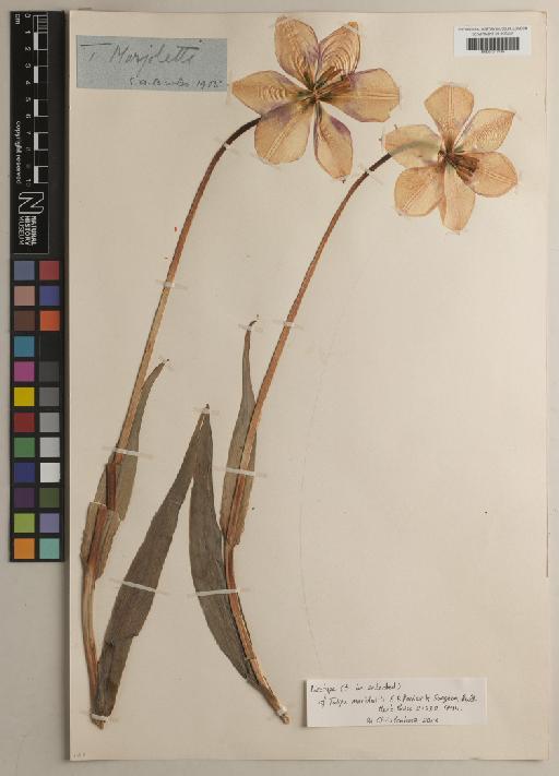 Tulipa marjoletti E.P.Perrier & Songeon - BM001217786