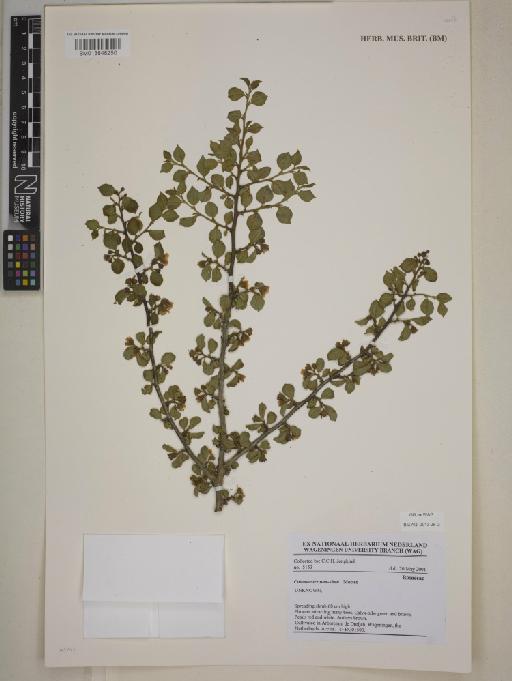 Cotoneaster nan-shan Mottet - BM013848250