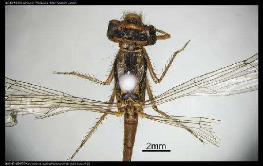 Xanthocnemis sobrinum McLachlan, 1873 - BMNHE_1201775-Xanthocnemis_sobrina-Holotype-dorsal_head_thorax-1_2x