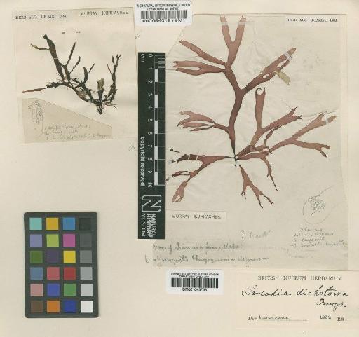 Sarcodia dichotoma Børgesen - BM000054018