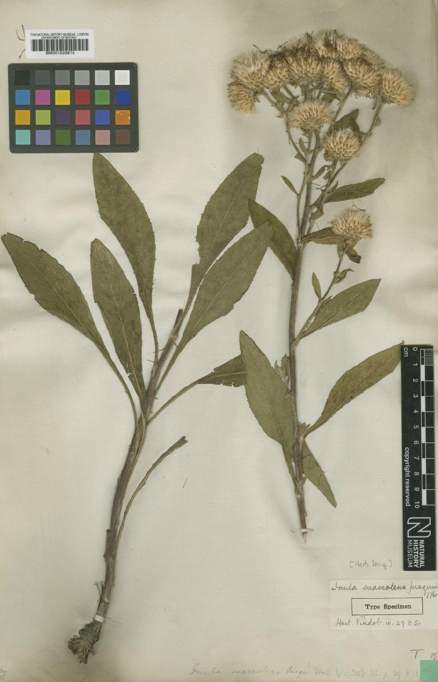 To NHMUK collection (Inula conyzae (Griess) Meikle; Type; NHMUK:ecatalogue:1766379)