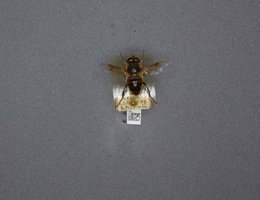 Eristalis (Eristalis) tenax (Linnaeus, 1758) - 012515305_184237_1283633