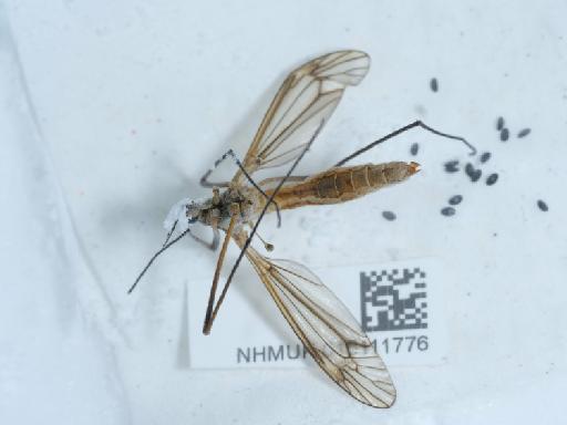Tipula (Lunatipula) vernalis Meigen, 1804 - 015111776_1
