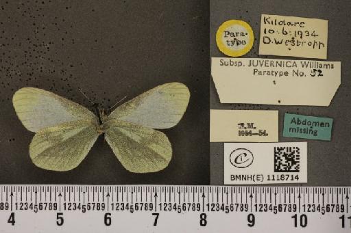 Leptidea sinapis juvernica Williams, 1946 - BMNHE_1118714_73915