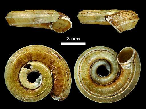 Cyclophorus (Ditropis) beddomei Blanford, 1869 - 1875.3.6.33, LECTOTYPE, Cyclophorus (Ditropis) beddomei Blanford, 1869