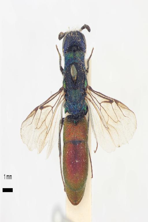 Chrysis neglecta Shuckard, 1836 - Chrysis_neglecta-BMNH(E)#970906_lectotype-dorsal-1X