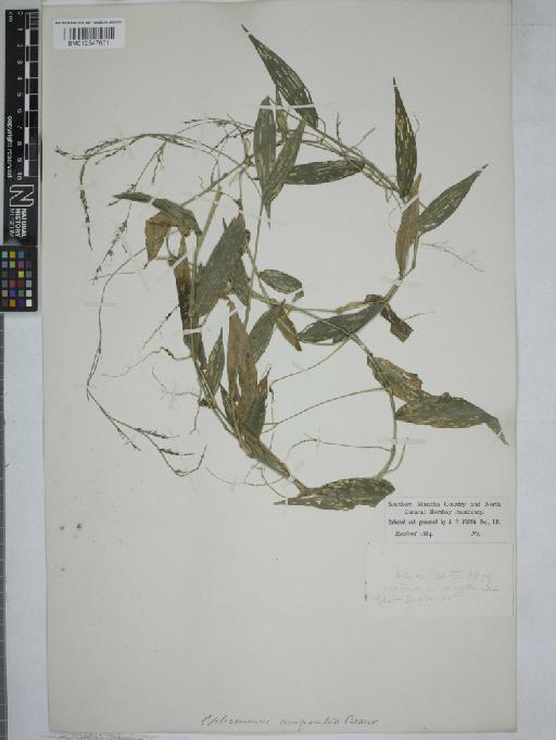 Oplismenus compositus (L.) P.Beauv. - 012547801