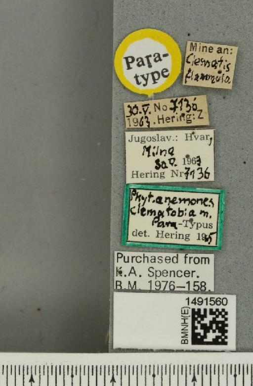 Phytomyza anemones Hering, 1925 - BMNHE_1491560_label_53204