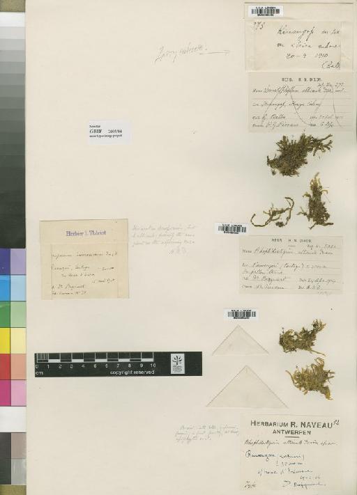 Sematophyllum alticaule Dixon & Ther. - BM000850450