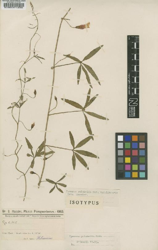 Ipomoea pulchella Roth - BM000089471