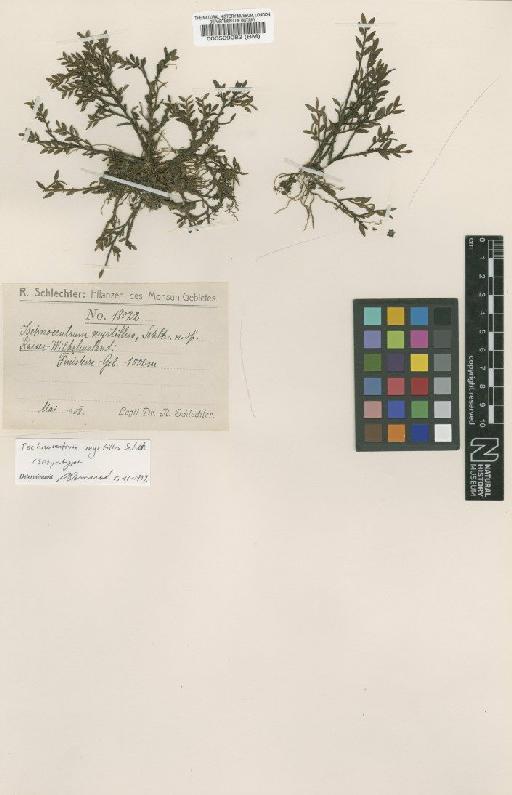 Ischnocentrum myrtillus Schltr. - BM000509082