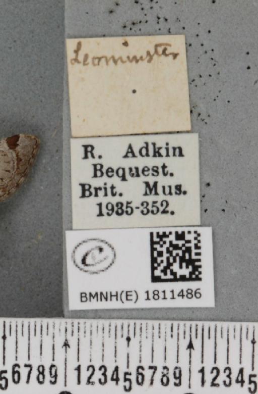 Eupithecia insigniata insigniata (Hübner, 1790) - BMNHE_1811486_label_388564