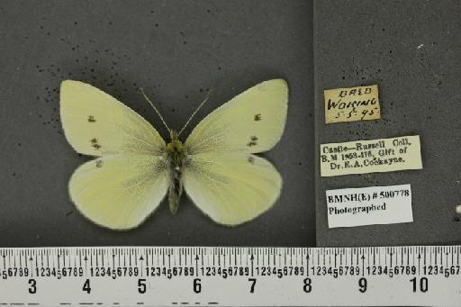 Pieris rapae ab. leucotera Stefanelli, 1869 - BMNHE_500778_70328