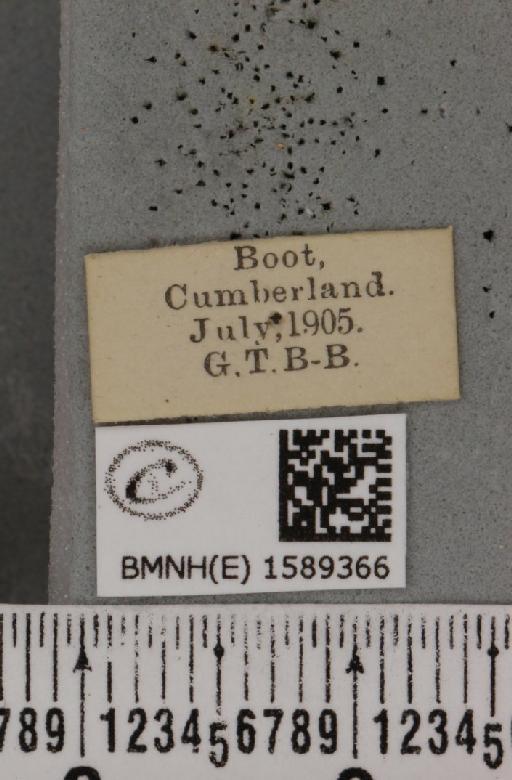 Scopula ternata Schrank, 1802 - BMNHE_1589366_label_271021