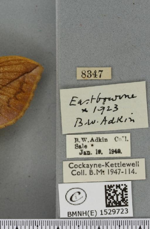 Euthrix potatoria ab. extrema Tutt, 1902 - BMNHE_1529723_label_197212