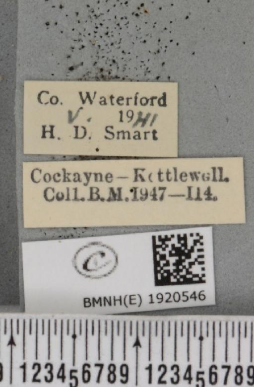 Ematurga atomaria (Linnaeus, 1758) - BMNHE_1920546_label_486422