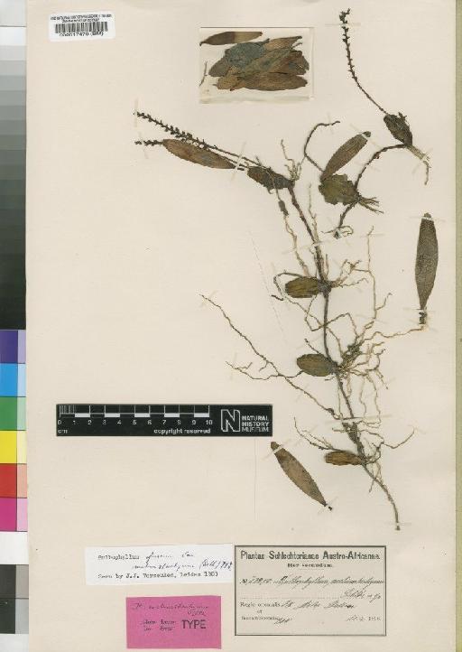 Bulbophyllum fuscum var. melinostachyum (Schltr.) J.J.Verm. - BM000517470