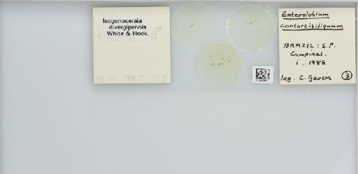Isogonoceraia divergipennis White & Hodkinson, 1980 - 013482967_117198_1146273_157792_NonType_result