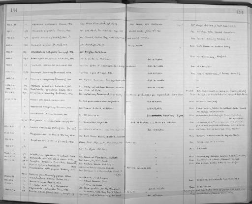 Diopatra phyllocirra Schmarda, 1861 - Zoology Accessions Register: Annelida: 1936 - 1970: page 134