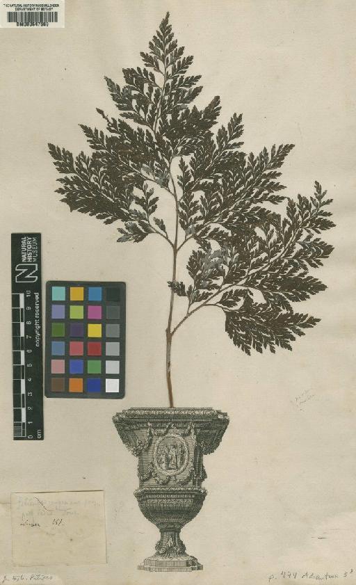 Adiantum L. - BM000647569
