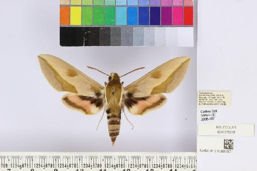 Hyles centralasiae (Staudinger, 1887) - NHMUK010891571_Hyles_centralasiae_dorsal_and_labels.JPG