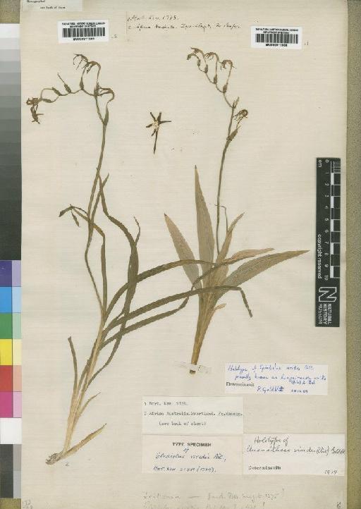 Anomatheca viridis (Aiton) Goldblatt - BM000911989