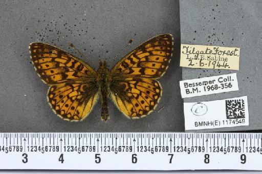 Boloria selene selene ab. bernhardi Schulze, 1918 - BMNHE_1174549_29852