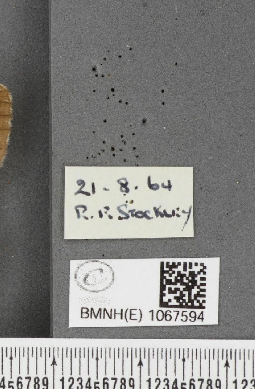 Lasiommata megera ab. pallescens Oberthür, 1912 - BMNHE_1067594_label_33129