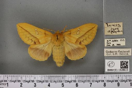 Euthrix potatoria ab. lutescens Tutt, 1902 - BMNHE_1528615_197117