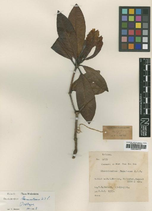 Rhododendron kemulense J.J.Sm. - BM000996727