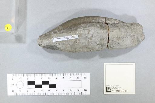 Scelidosaurus harrisoni Owen, 1861 - 010027451_L010093596_(1)