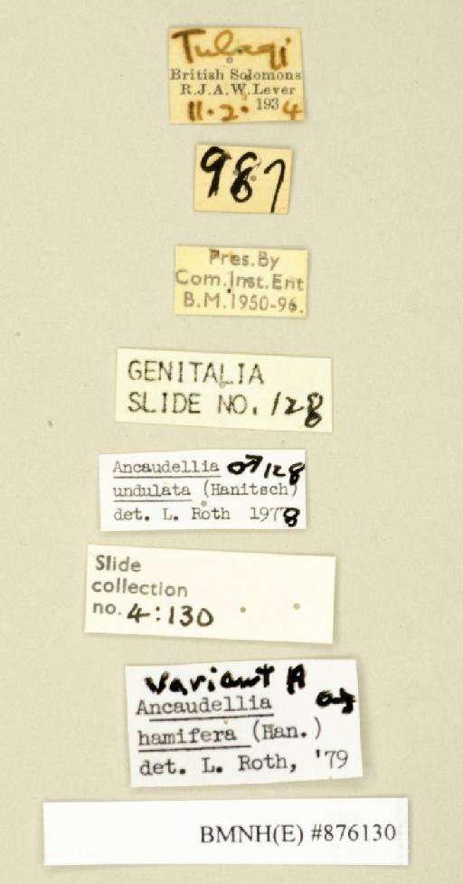 Ancaudellia hamifera (Hanitsch, 1930) - Ancaudellia hamifera Hanitsch, 1930, male, non type, labels. Photographer: Edward Baker. BMNH(E)#876130