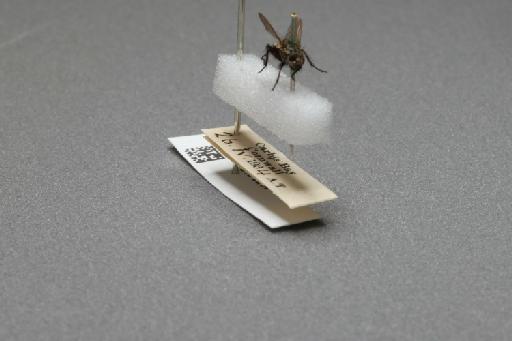 Sarcophaga (Myorhina) nigriventris Meigen, 1826 - 015092279_additional_4