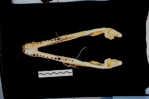 Crocodylus porosus - ED_C_porosus_97.12.31.2(mand)