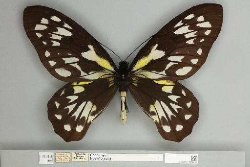 Ornithoptera victoriae rubianus Rothschild, 1904 - 013602611__