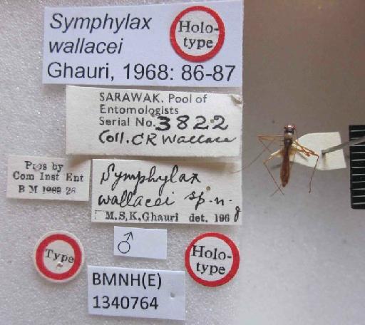 Symphylax wallacei Ghauri, 1968 - Symphylax wallacei-BMNH(E)1340764-Holotype male_Labels